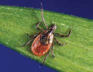 Female Deer Tick - CDC- Michael L. Levin, Ph. D.
