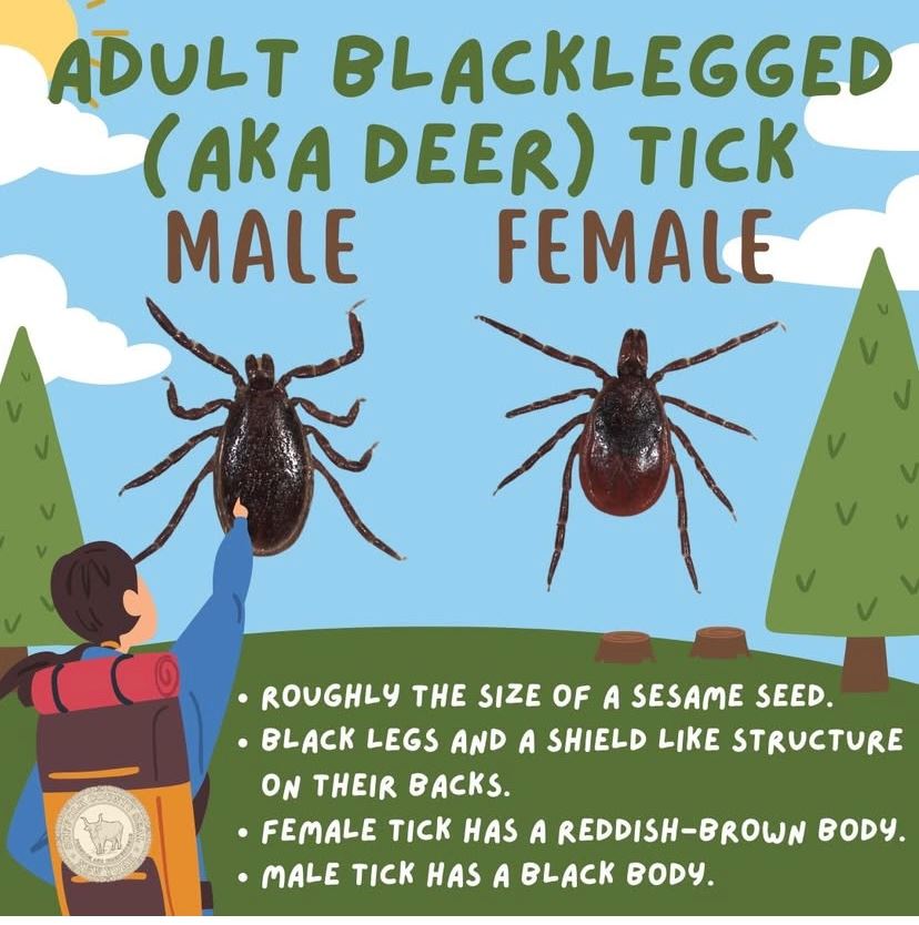 Deer Tick PSA